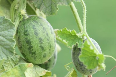 Yabani salatalık (salatalık sativus var. hardwickii) 