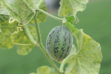 Yabani salatalık (salatalık sativus var. hardwickii) 