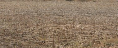 preharvest sunflower stalks in the field clipart