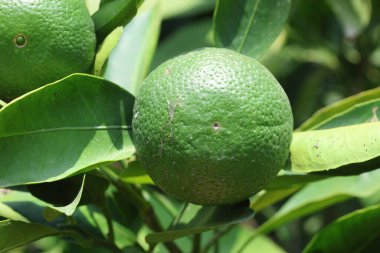 Olgun yeşil mandalinalar ağaçta