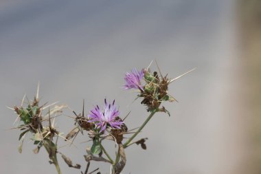 Centaurea calcitrapa is a species of flowering plant clipart