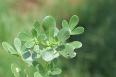 Portulaca oleracea, Portekizcaceae familyasından sulu bir balık türü..