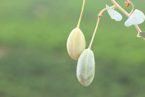 stock image berries of  Capparis spinosa in summer