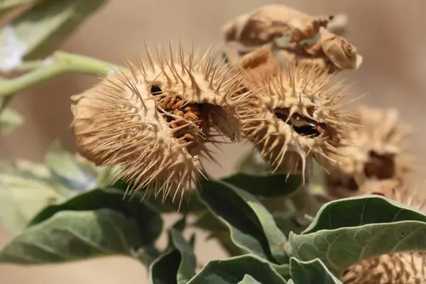 stock image Datura sp leaves and seed pods