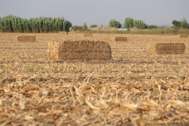 Mısır tarlasında mısır sapı balyası