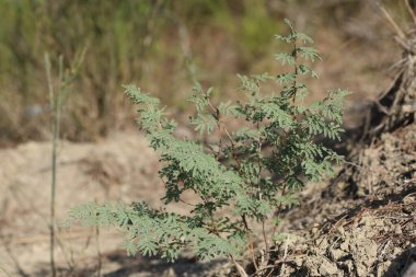 Türkiye 'de Prosopis farcta (Suriye mesquite)