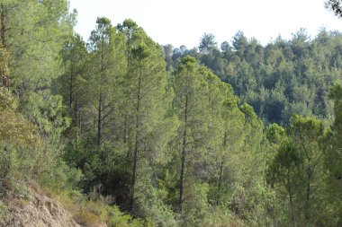 Dağda Türk çam ağaçları
