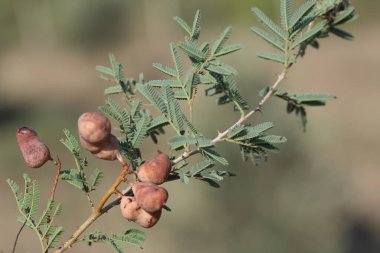 Prosopis farcta (Syrian mesquite) in Turkey clipart