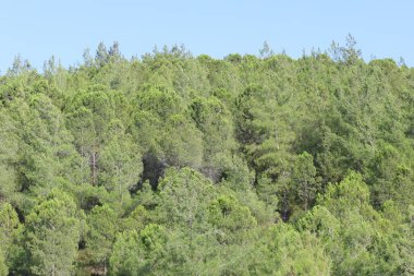 Dağlarda çam ağaçları