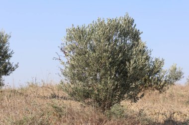 Meyve bahçesinde genç zeytin ağaçları