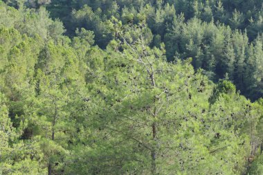 Dağda Türk çam ağaçları