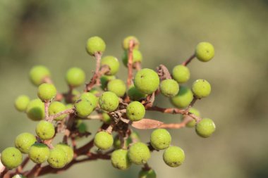 Yeşil arka planda Arbutus andrachne meyveleri