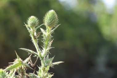 Devedikeni veya boğa dikeni (Cirsium vulgare)