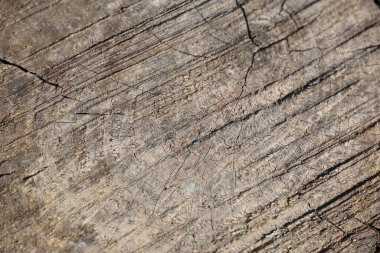 Kurumuş kütüğün ahşap dokusu