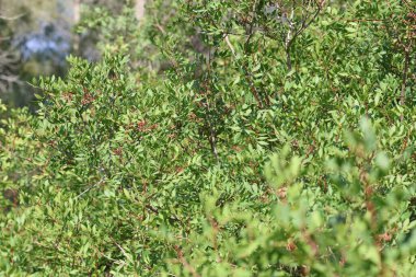 Pistacia terebinthus, Pistacia familyasından bir çalı türü.