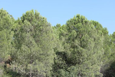 Dağlarda Pinus Pinea L. Ağaçları