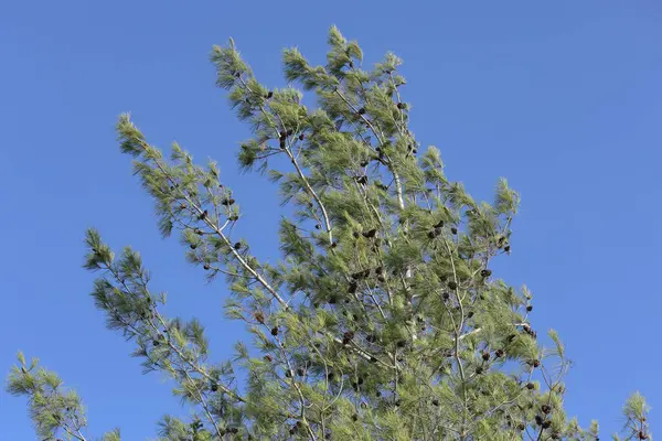 Türk çam örtüsü (Pinus brutia On)