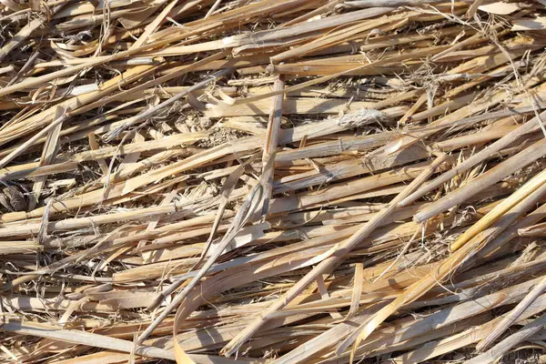 stock image Agriculture Residues Wheat Straw After Harvesting 