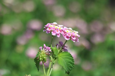 Lantana (çalılar verbenas veya lantanas) çiçekleri 