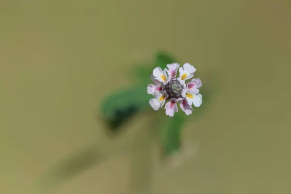 stock image close up of Phyla nodiflora (Turkey Tangle Frogfruit)