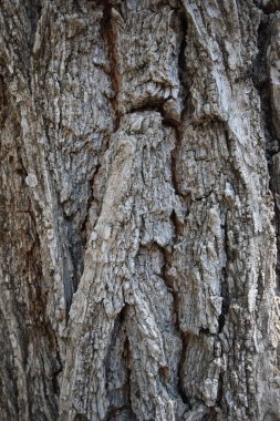 Ulmus minör kabuk dokusu