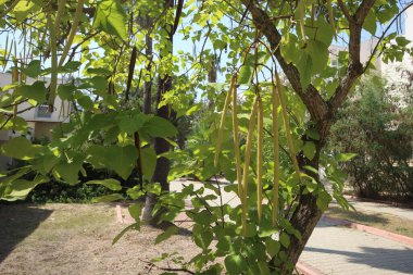 Catalpa bignonioides tree which is a short-lived species of Catalpa.  clipart