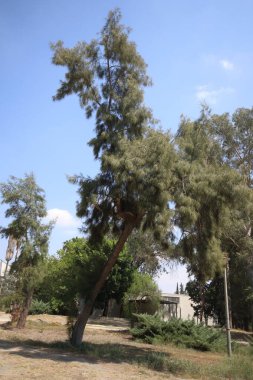 Nehir meşesi (Casuarina cunninghamiana) ağacı 