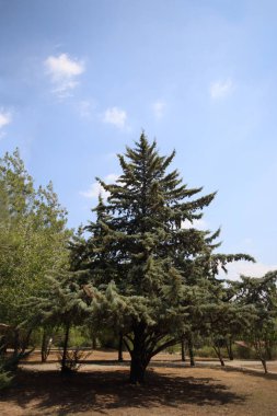 Hesperocyparis arizonica ağacı veya Cupressus arizonica (Arizona selvi ağacı))