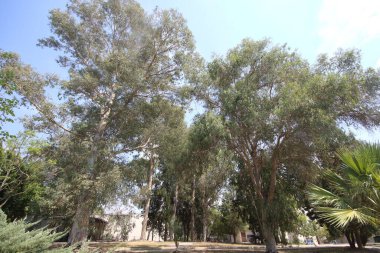 Parktaki okaliptüs ağaçları