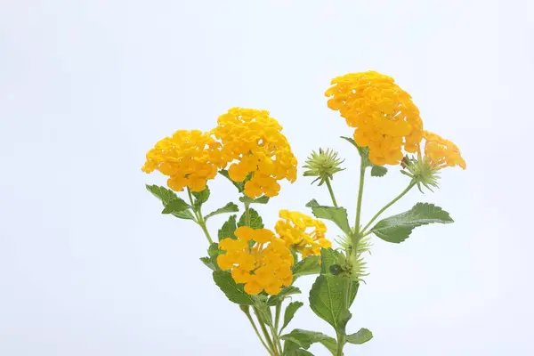 stock image yellow lantana (shrub verbenas or lantanas) flowers isolated on white background