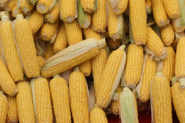 Mısır koçana istiflenmiş.