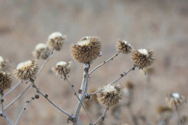Echinops sphaerocephalus 'un kuru tohum topları