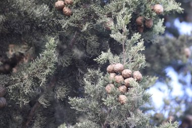 Cupressus sempervirens tohumları ve yaprakları