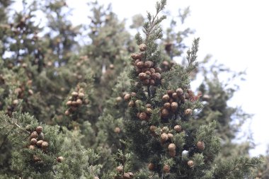 Cupressus sempervirens tohumları ve yaprakları