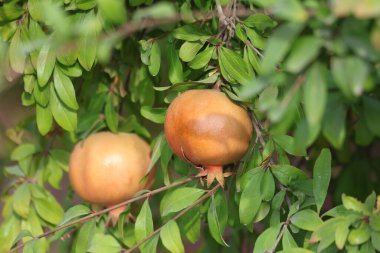 Yazın ağaçta nar meyveleri