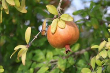 Yazın ağaçta nar meyveleri