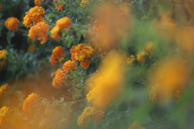 Sarı lantana (çalı verbenas veya lantanas) çiçekleri 