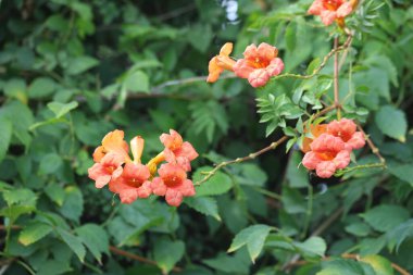 Trompet sarmaşığının çiçekleri.) 