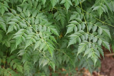 close of up leaves of Melia azedarach tree clipart