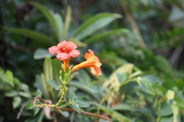 flowers of chinese trumpet vine flowers (campsis grandiflora) clipart