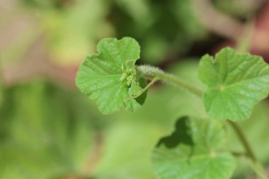 Yapraklar ve salatalık çiçeği