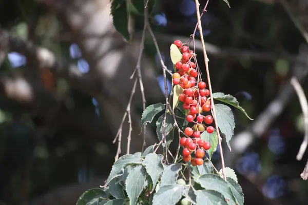 stock image berries of Smilax aspera hanging on a tree