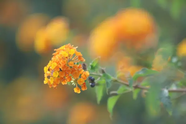 stock image yellow lantana (shrub verbenas or lantanas) flowers 