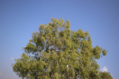 canopy of Eucalyptus tree on blue sky clipart