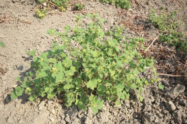 xanthium strumarium (rough cocklebur) is a species of annual plants of the family Asteraceae clipart