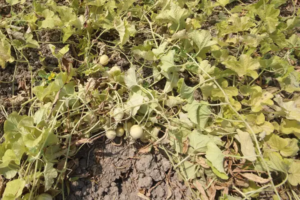 Sahada salatalık ezmesi.