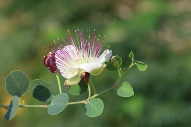 Capparis spinosa 'nın yaprakları ve çiçekleri