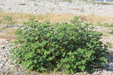xanthium strumarium, Asteraceae familyasından yıllık olarak üretilen bir bitki türü.