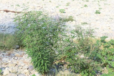 Iex agnus-castus Akdeniz bölgesinde yetişen bir bitkidir.