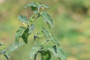 solanum chenopodioides lam berries and  leaves clipart